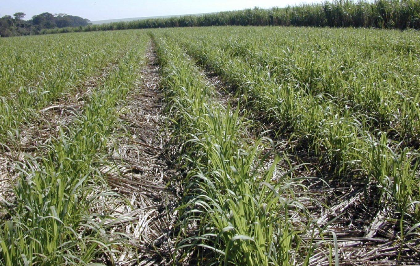 Sugarcane