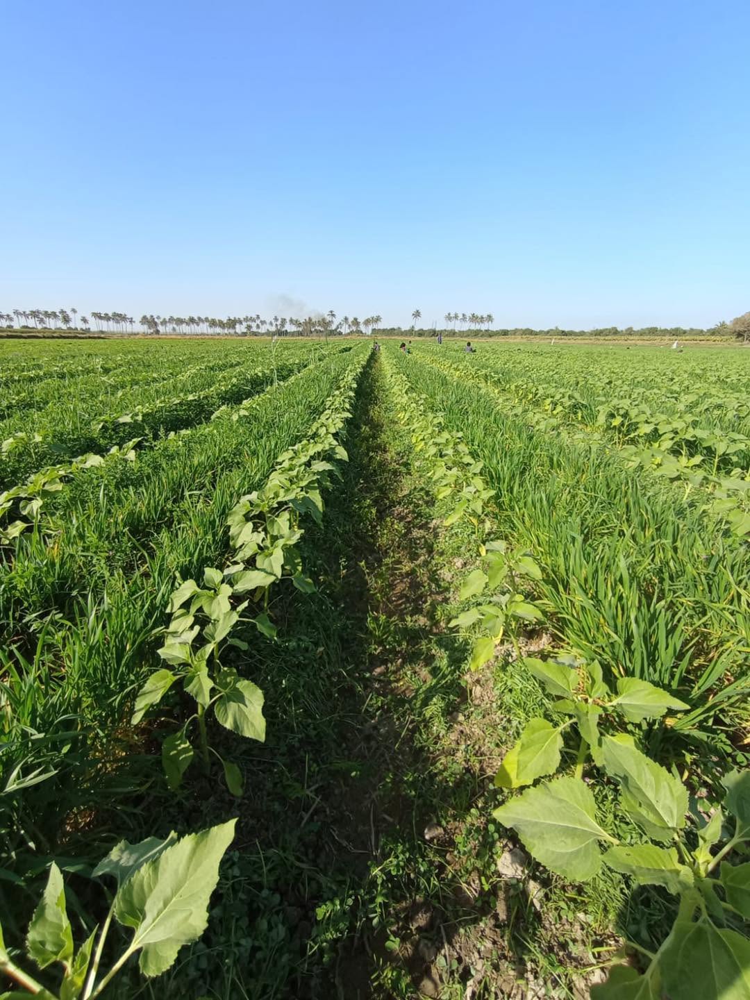 An intercropped PQNK field