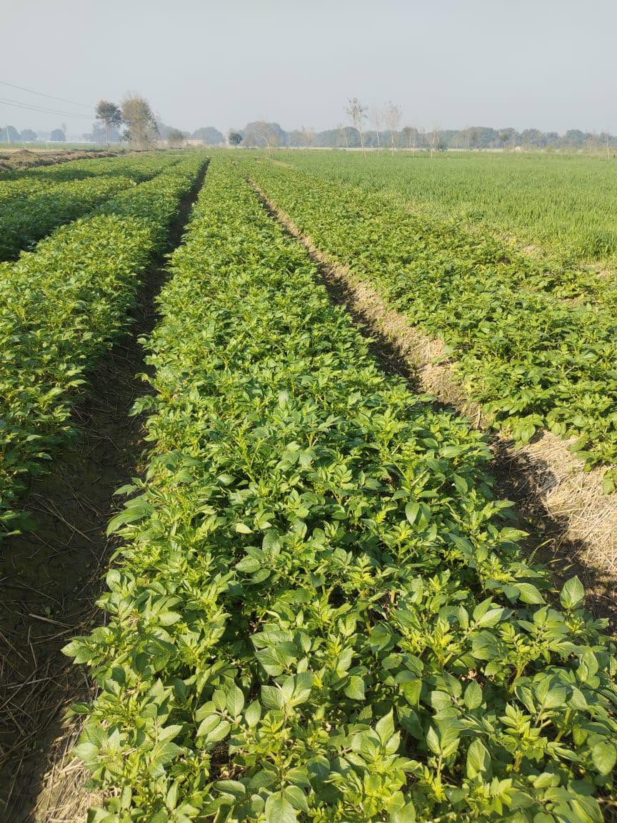 Potato grown under PQNK