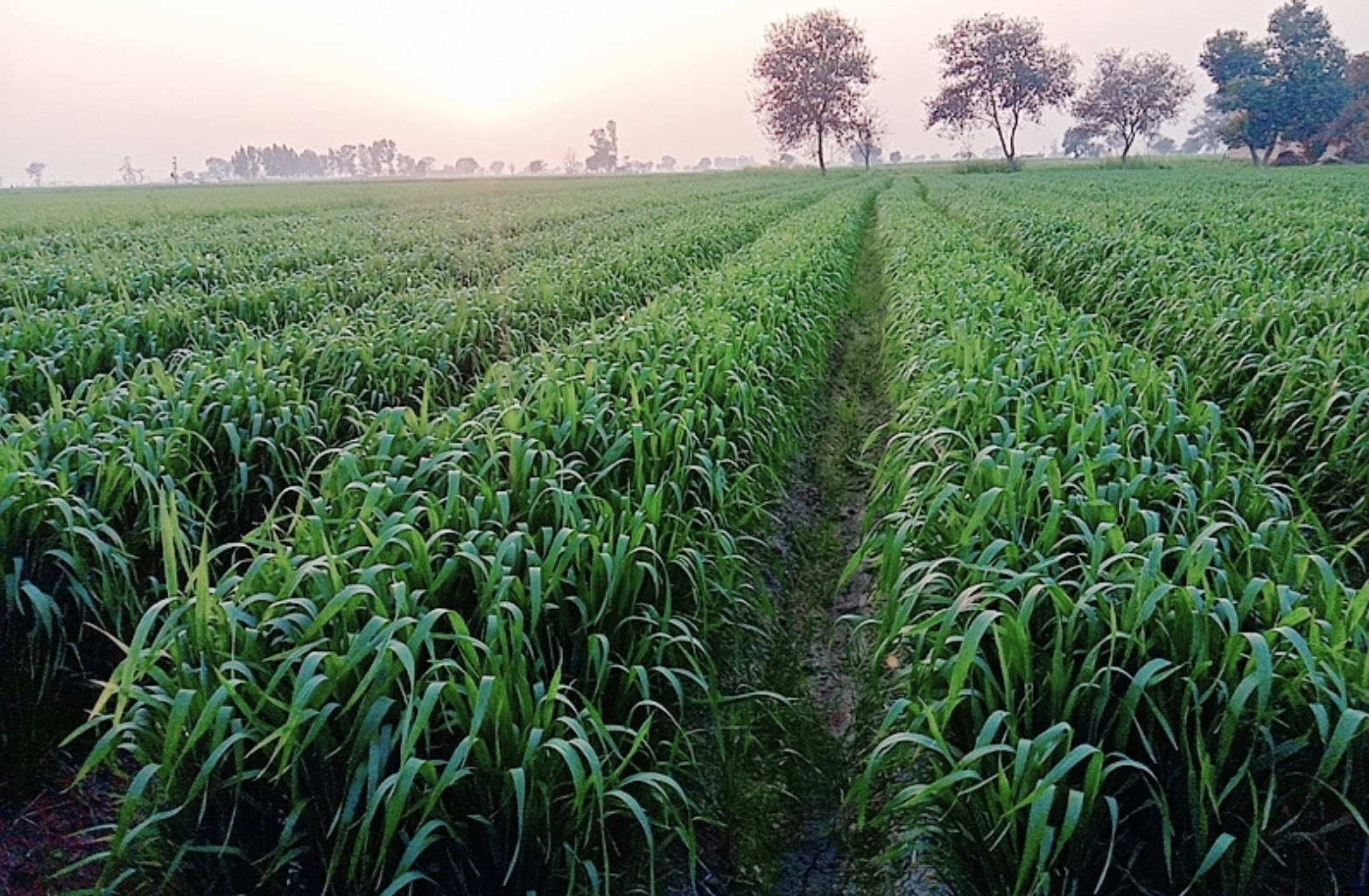 A lush green PQNK wheat field at sunrise